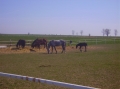 Die Pferdekoppel in Kornitz/ Stuten mit ihren Fohlen